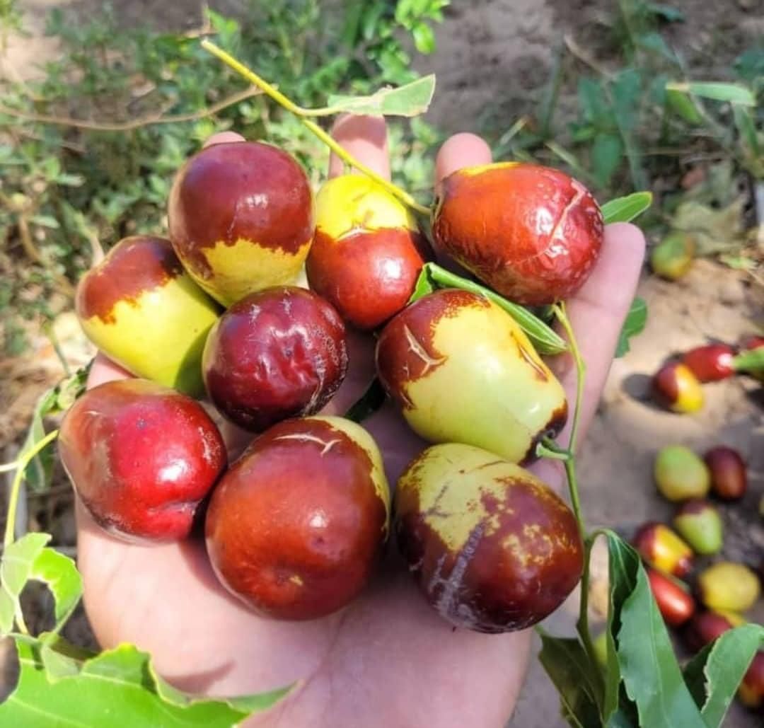 فروش عمده و جرئی انواع نهال میوه|خدمات باغبانی و درختکاری|کرج, برغان|دیوار