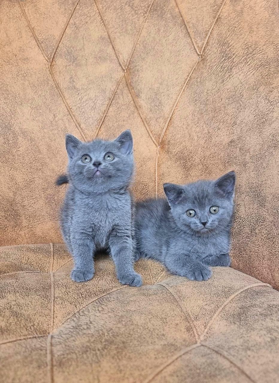 حیوانات تربیت شده|گربه|سنندج, |دیوار