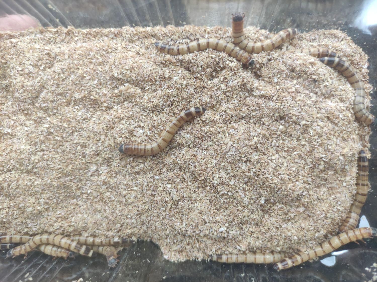 خزندگان جیرجیرک ،کرم ملیورم ،کرم سوپر میلورم|خزنده|مشهد, ملک‌آباد|دیوار