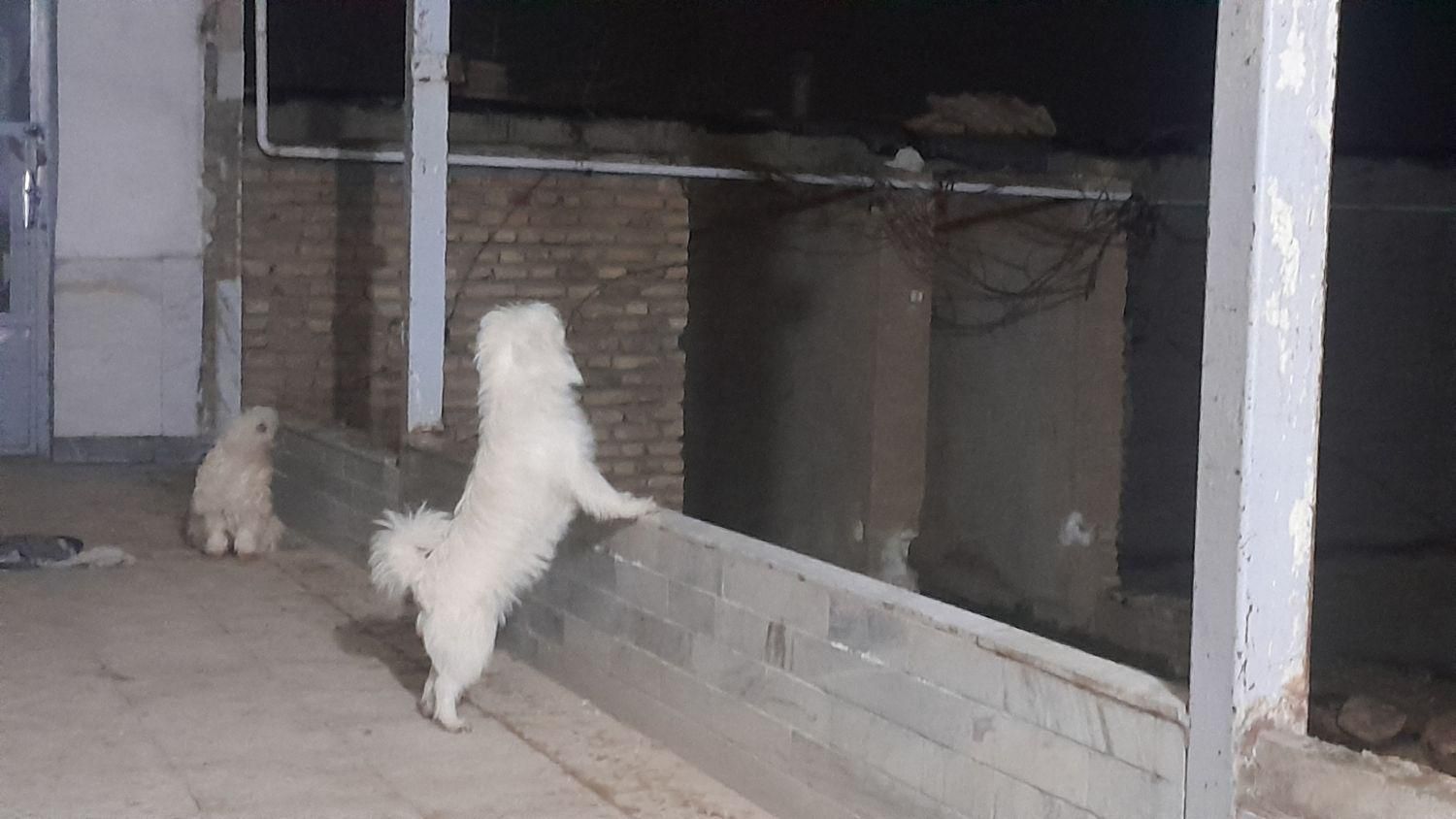 فروش دو عدد پاپی یکی شیبابا یکی شیتزو|سگ|بابا حیدر, |دیوار