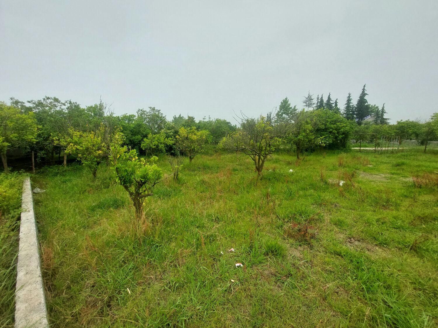 زمین  300 متر درتوبن|فروش زمین و ملک کلنگی|نشتارود, |دیوار