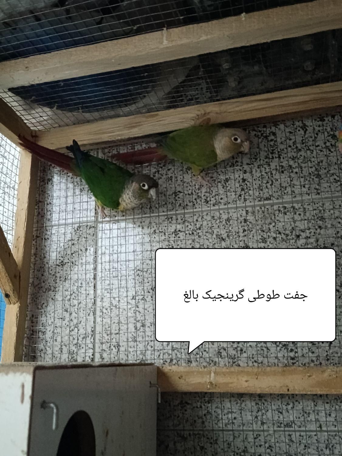 فروش پرندگان زینتی خانگی|پرنده|یزد, |دیوار