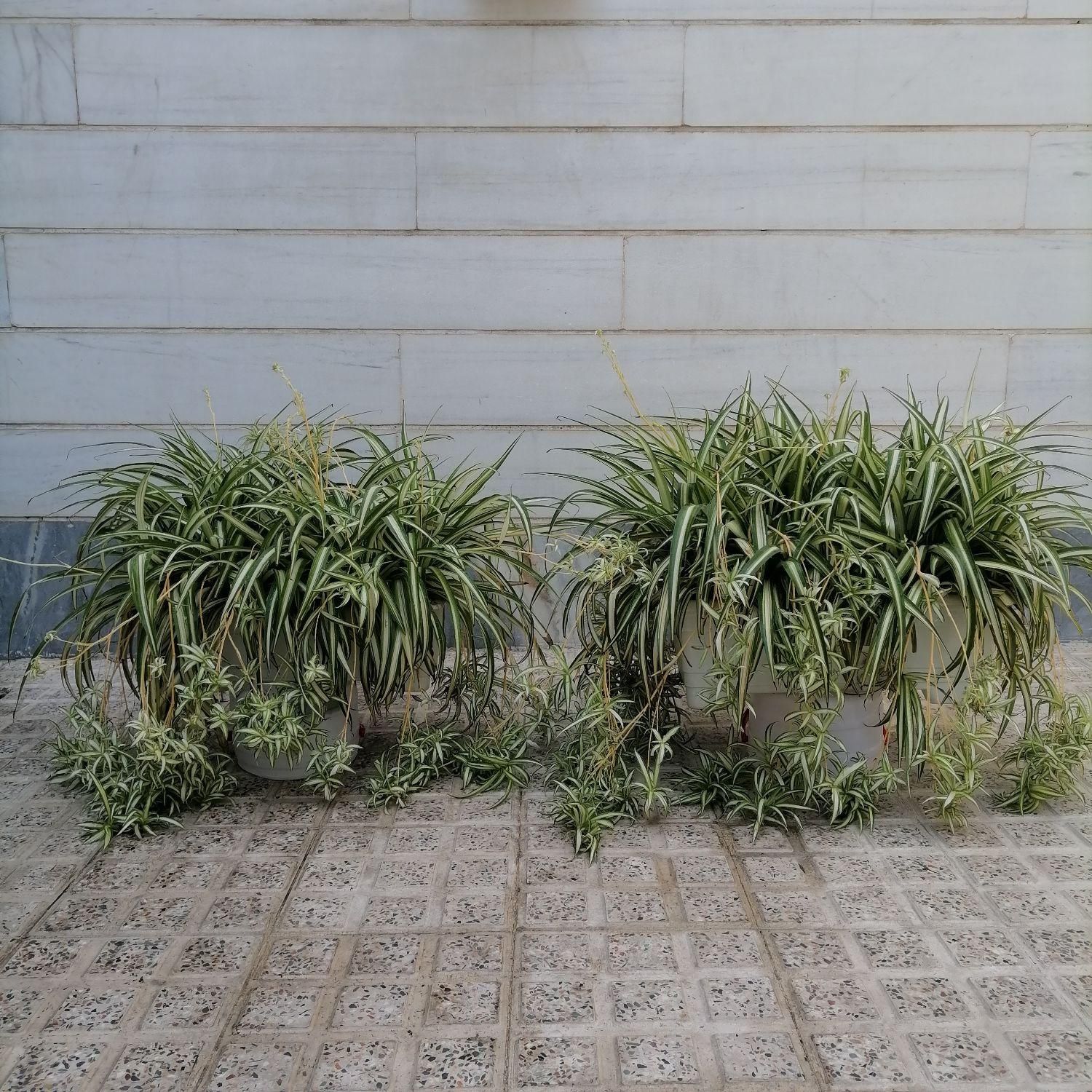 باغچه گل گندمی|گل و گیاه طبیعی|تهران, مینای جنوبی|دیوار