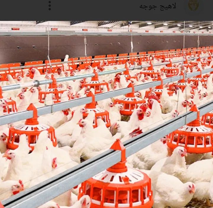 تتراسایکلین برای مرغداری و حیوان اهلی|حیوانات مزرعه|اصفهان, شاهزید|دیوار