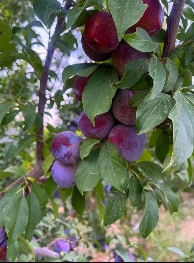 باغ و باغچه چهاردیواری/معاوضه باخودرو آب/برق(مالک)|فروش زمین و ملک کلنگی|شهریار, شهریار|دیوار