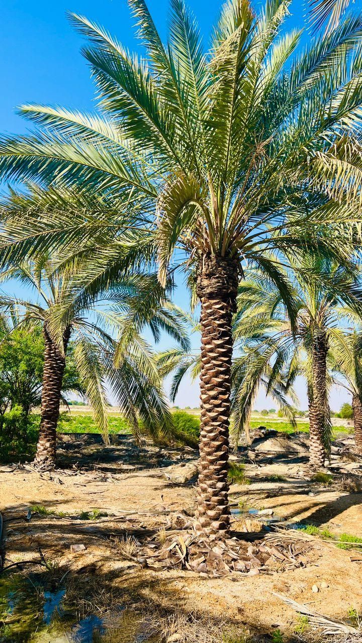 ما رو پیدا کردی نخل می خواستی|خدمات باغبانی و درختکاری|زاهدان, |دیوار