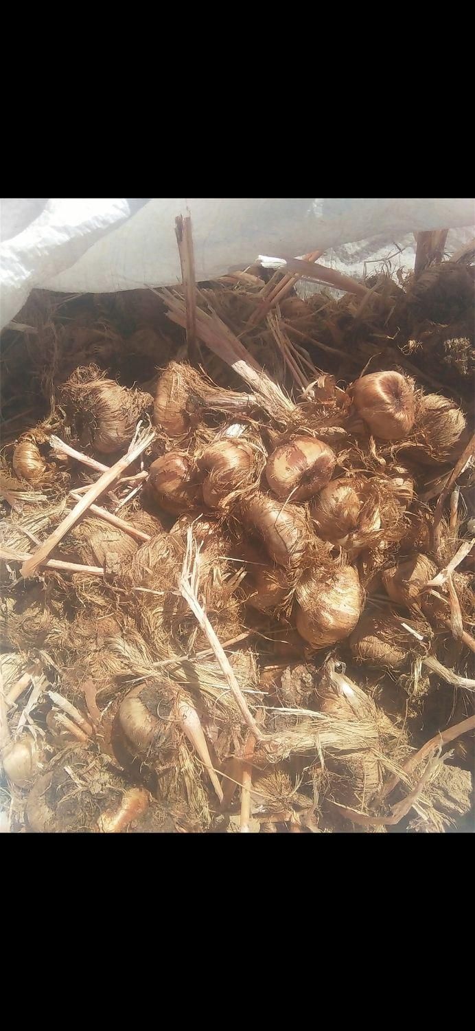 فروش پیاز زعفران زاوه قطب زعفران|عمدهفروشی|تربتحیدریه, شهرک ولیعصر|دیوار