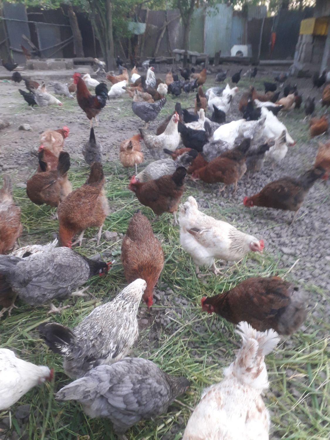 فروش تخم مرغ تازه تعداد بالا  نطفه دار وخوراکی|حیوانات مزرعه|کوچصفهان, |دیوار