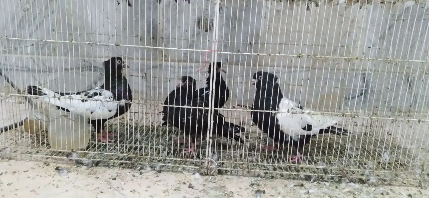 کبوتر|پرنده|مشهد, توس (بلوار توس)|دیوار