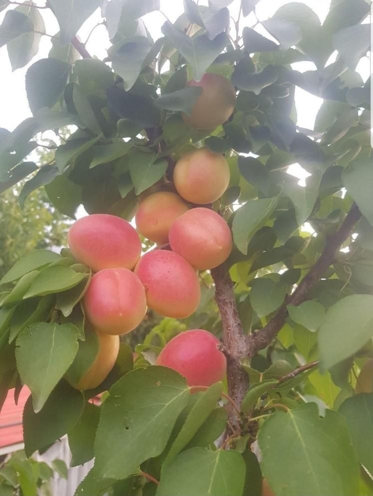 هرس تخصصی و آبیاری قطره ای کنترل با موبایل|خدمات باغبانی و درختکاری|تبریز, |دیوار