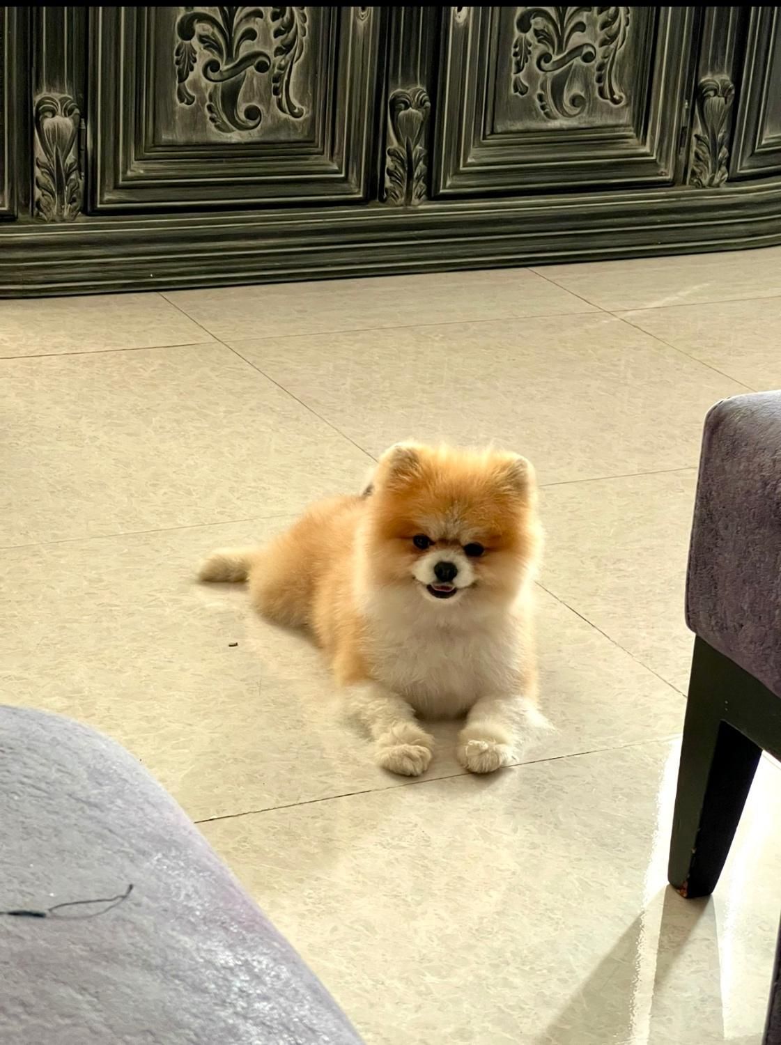 خرسی بوفیس نر جفتگیری|سگ|اصفهان, سپاهانشهر|دیوار