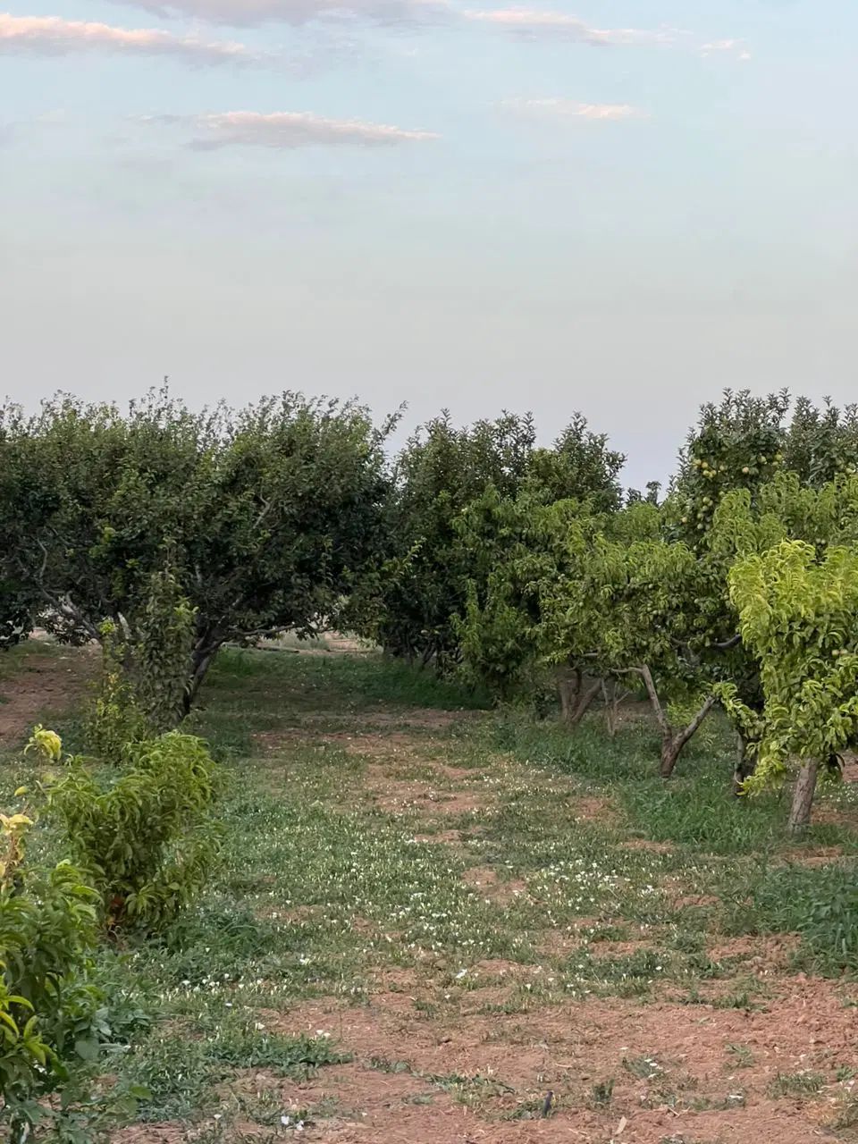 جنگل میوه ۷۵۰ متری تیکه ای از بهشت|فروش دفتر صنعتی، کشاورزی، تجاری|کرج, گلشهر|دیوار