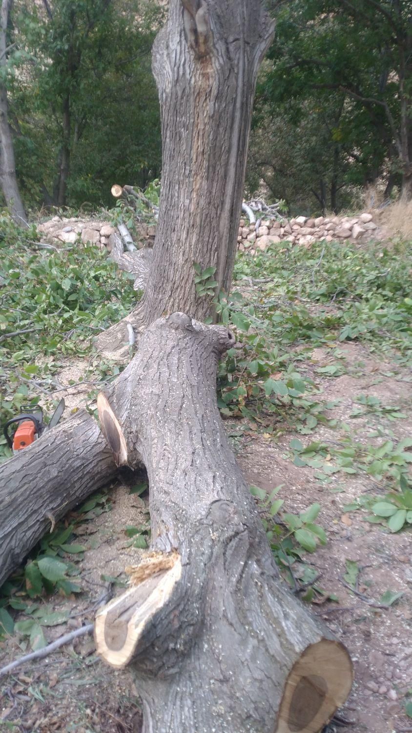 درخت وچوب|حراج|شیروان (خراسان), |دیوار