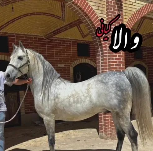 فروش یک کشش از جانشین بر حق طوفان کیانی|اسب و تجهیزات اسب‌سواری|اصفهان, مارچین|دیوار