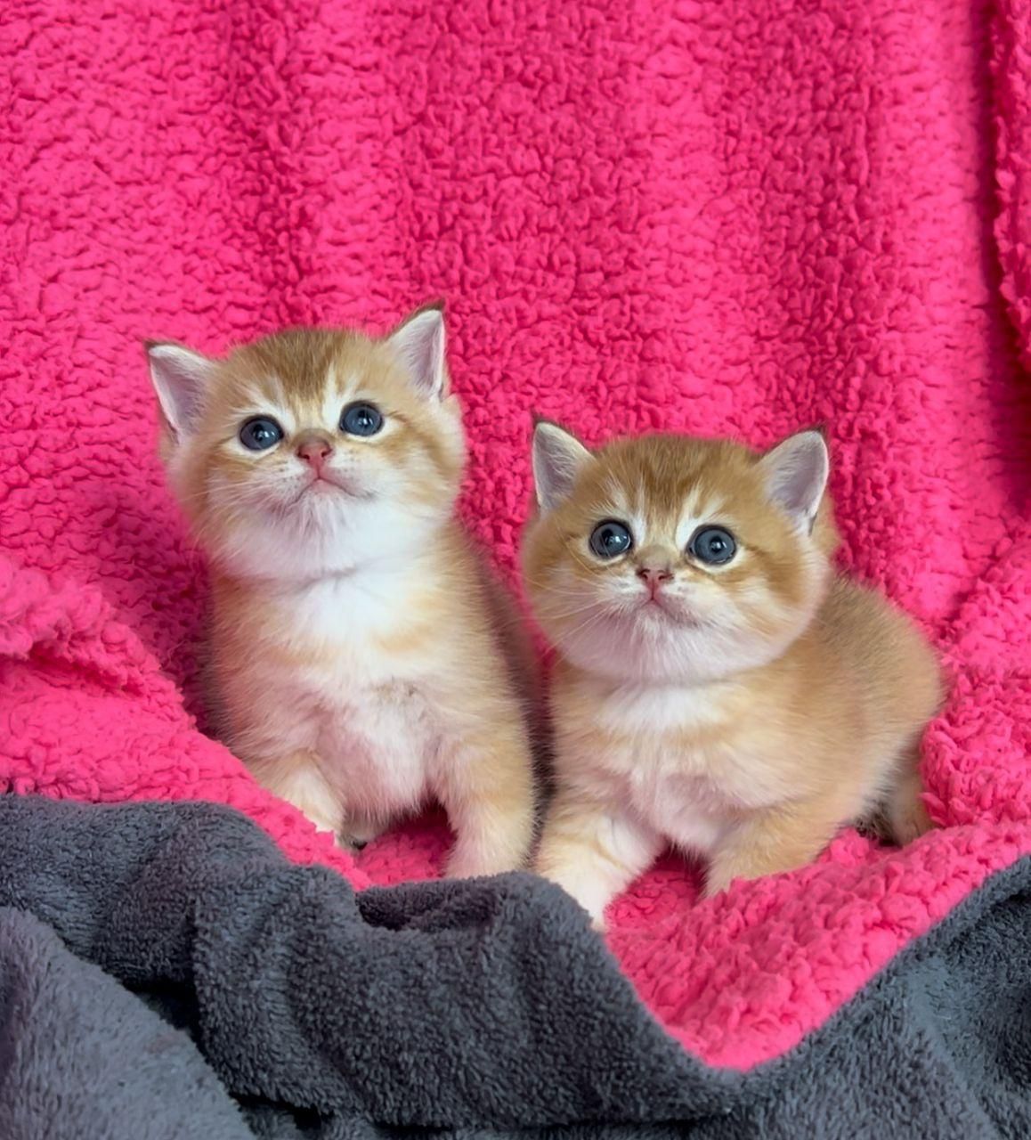 گربه اصالت دار و خالص از همه نژاد ها|گربه|قم, سراجه (۱۵ خرداد)|دیوار