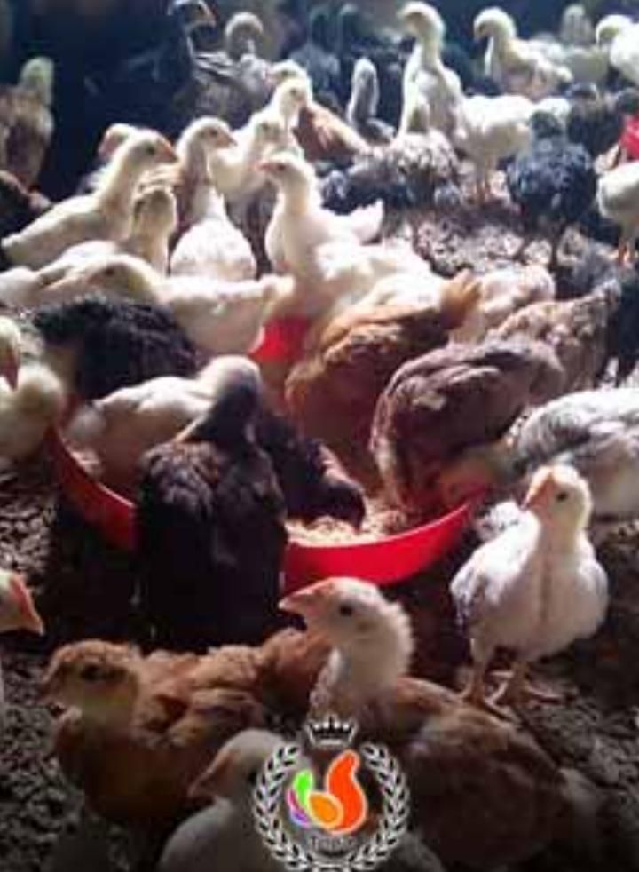 20000|حیوانات مزرعه|خاش, |دیوار