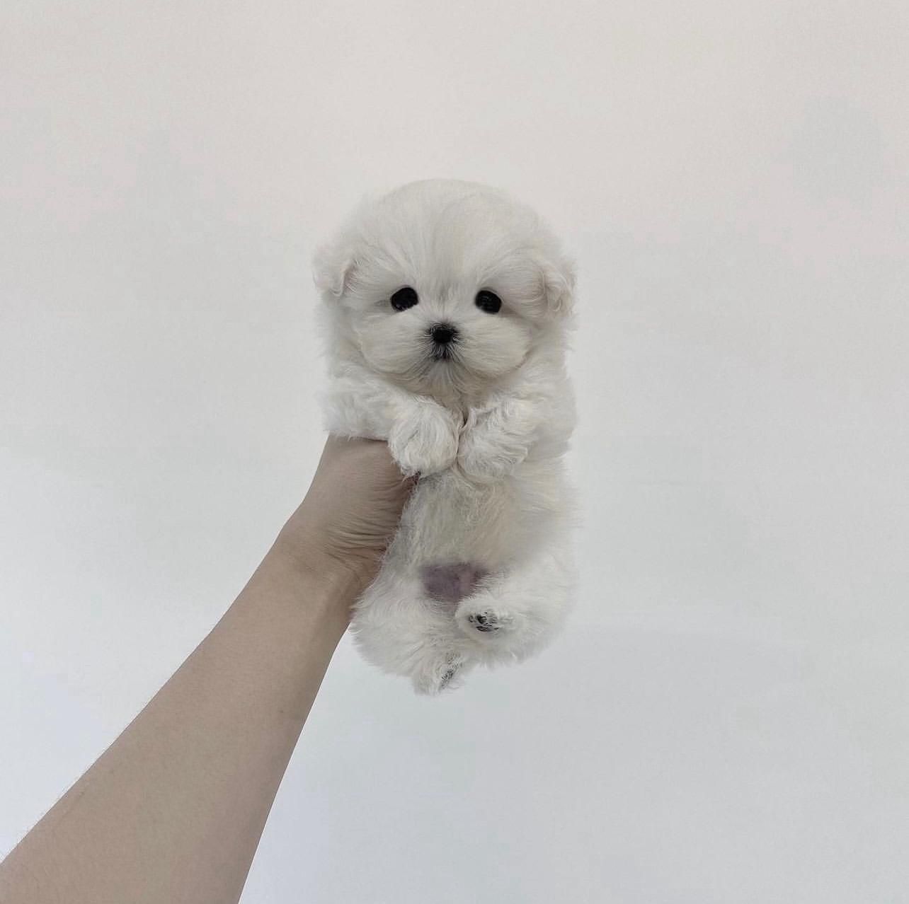 پودل کرمی و برفی تیکاپ|سگ|تهران, جمهوری|دیوار