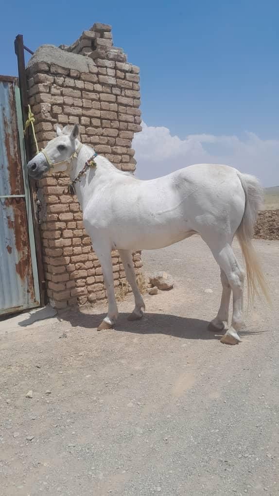 خریداسب پالونی وفروش|اسب و تجهیزات اسب‌سواری|اصفهان, جنیران (لادان)|دیوار