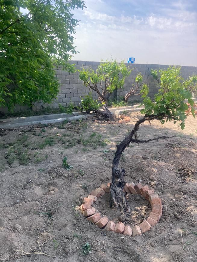 باغچه ۵۰۰ متری سند دار درخت گردو|فروش زمین و ملک کلنگی|تهران, شهرک شریعتی|دیوار