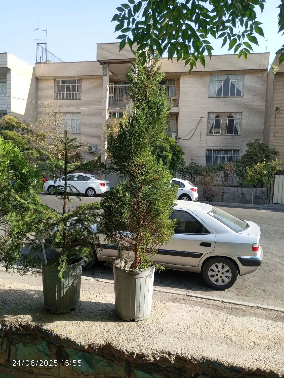 گیاهان باغچه ای با کیفیت فوق العاده|گل و گیاه طبیعی|تهران, شاهین|دیوار