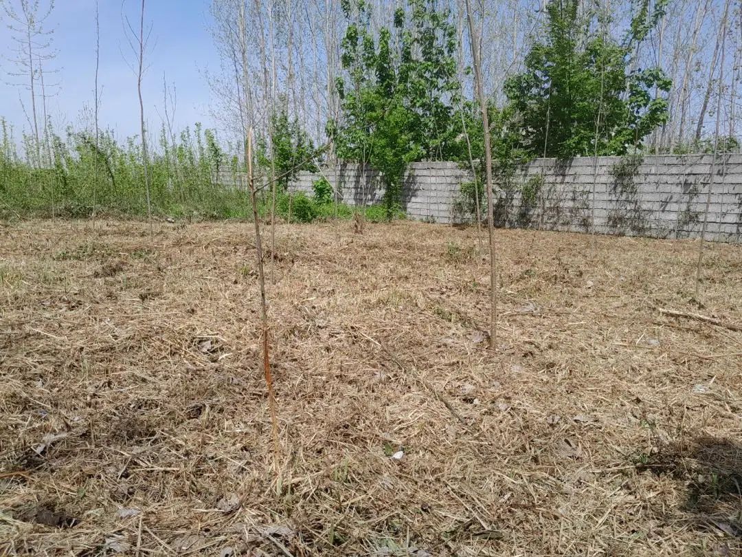 فروش زمین ۹۶۰ متری در لیالستان کاربری صنعتی|فروش زمین و ملک کلنگی|لاهیجان, لیالستان|دیوار