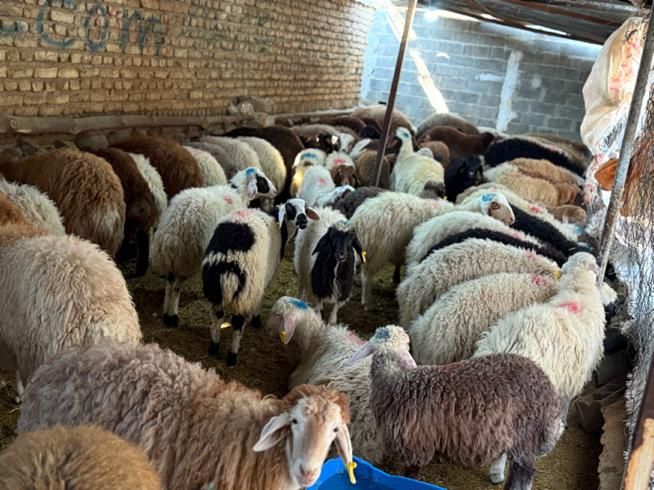 بز بره نر ماده در سطح تهران گوسفند|حیوانات مزرعه|کرج, عظیمیه|دیوار