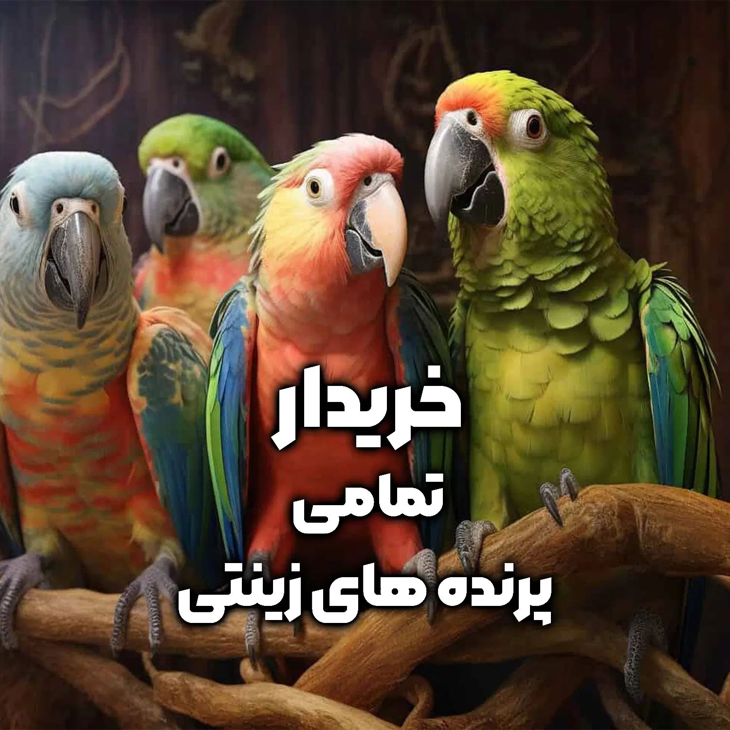 گرینچیک و راهب و کاسکو و قناری و کوتوله و....|پرنده|مشهد, دانشجو|دیوار