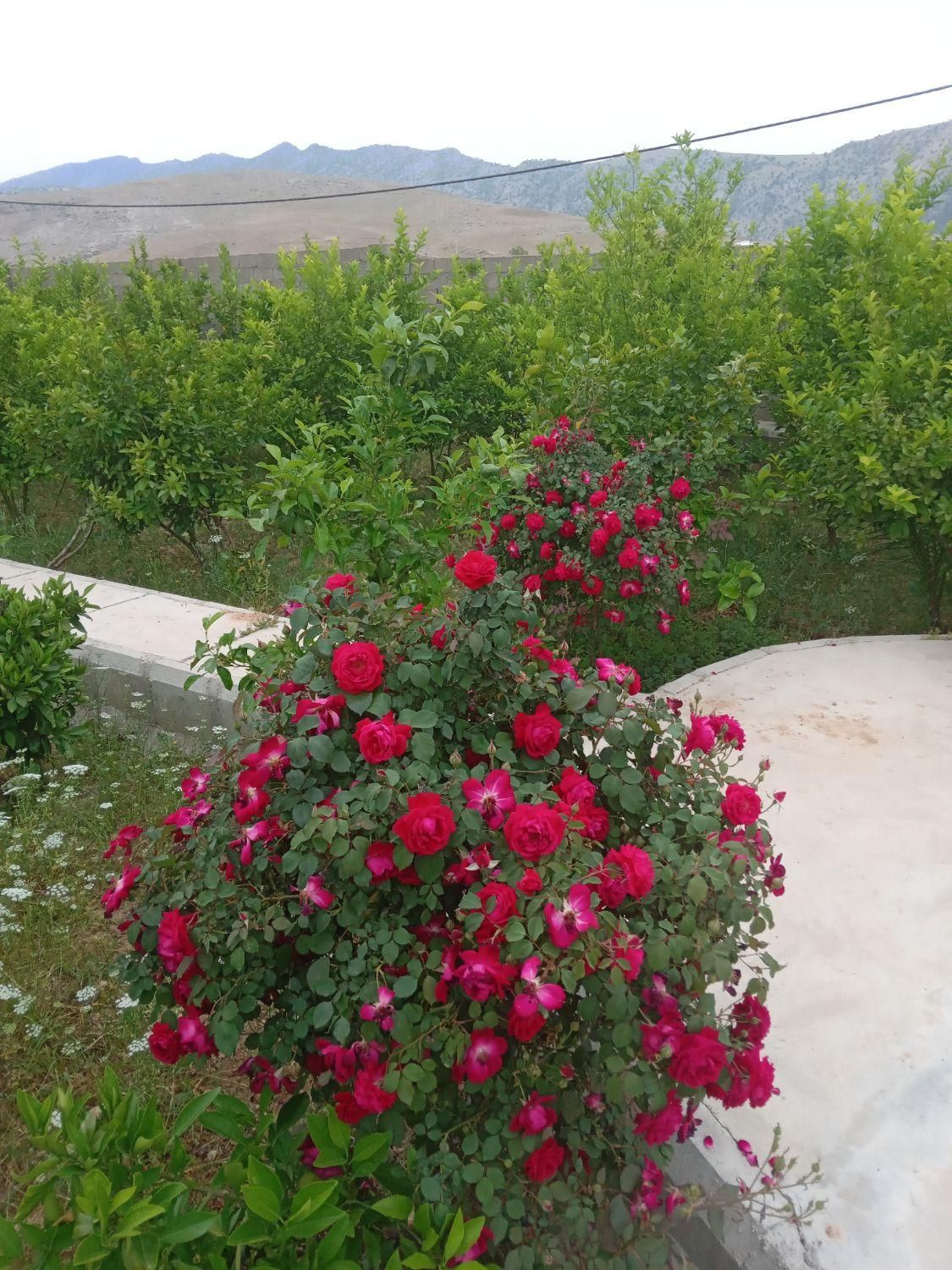فروش ویلاباغ نقلی وشیک در روستای چهارتنگ ایذه|فروش خانه و ویلا|اهواز, امانیه|دیوار