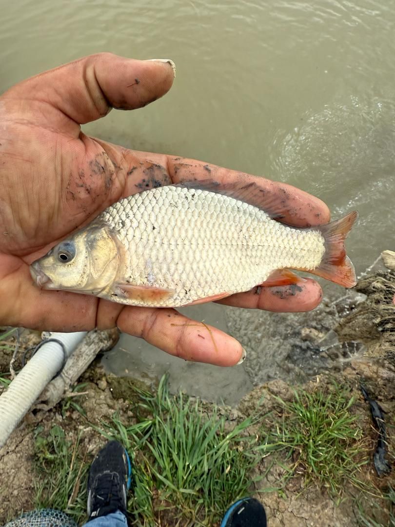 بچه ماهی آمور وکپور|ماهی|قصرشیرین, |دیوار