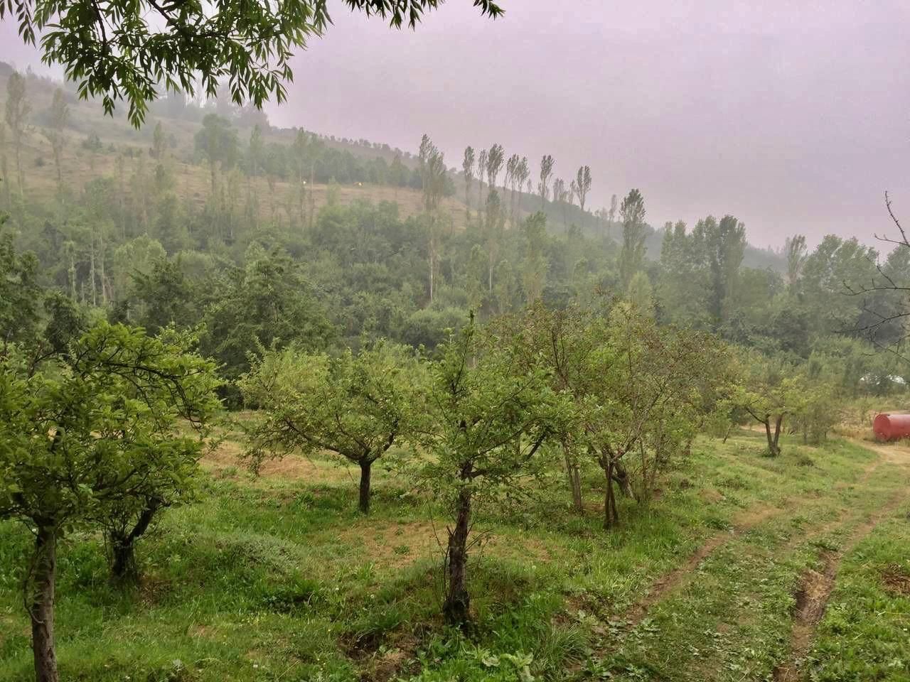 کوه بهرستاق نوسر زمین باغی متری ۲میلیون|فروش دفتر صنعتی، کشاورزی، تجاری|آمل, |دیوار