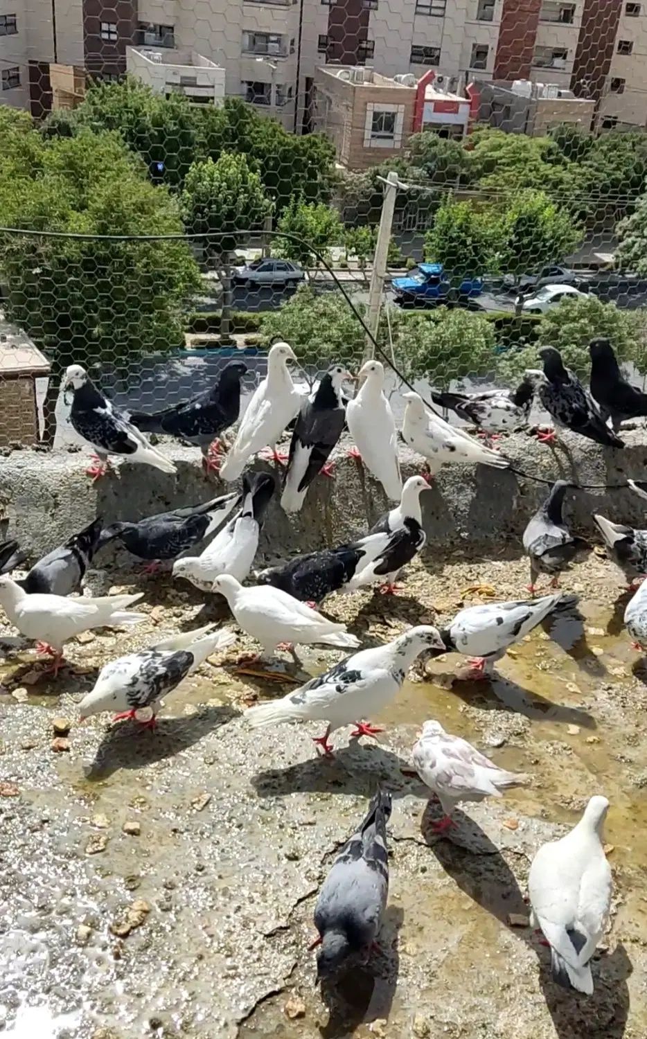 تعدادی کبوتر از انواع و اقسام  برافروش|پرنده|اصفهان, سرشبادران|دیوار