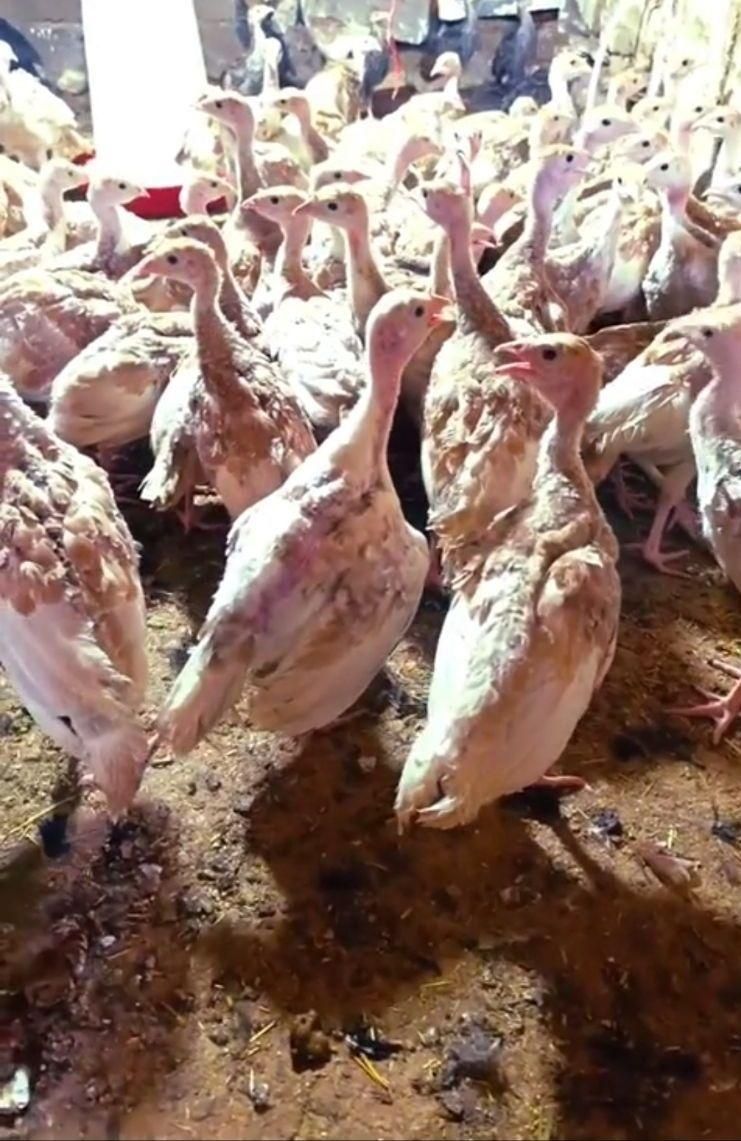 جوجه بوقلمون بوربون اصل ۱کیلویی گاو بز گوسفند بره|حیوانات مزرعه|کرمانشاه, |دیوار