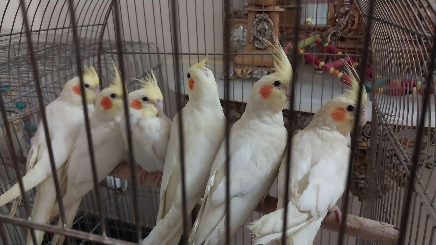 ۵عدد عروس هلندی لوتینو به همراه مولد مادر|پرنده|تهران, تهرانسر غربی|دیوار