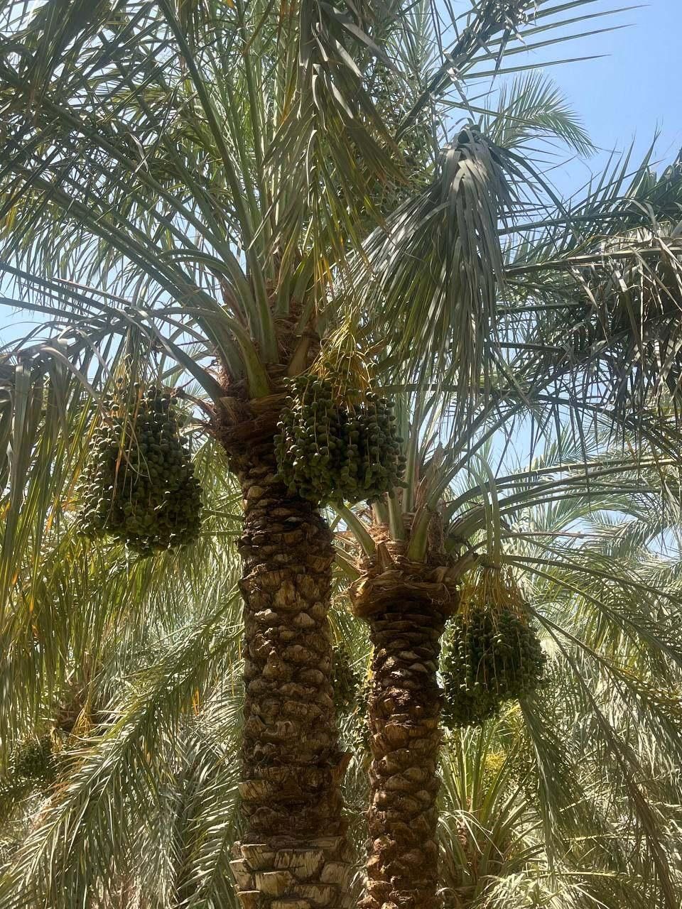 باغ خرما با آب در منطقه دشتو بم با سند رسمی تک برگ|فروش زمین و ملک کلنگی|بم, |دیوار