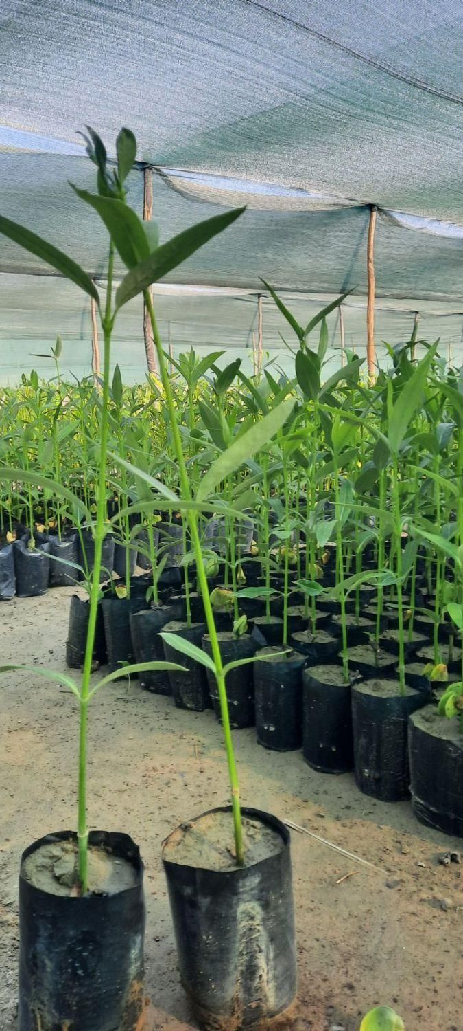 نهال حرا|گل و گیاه طبیعی|سیریک, |دیوار