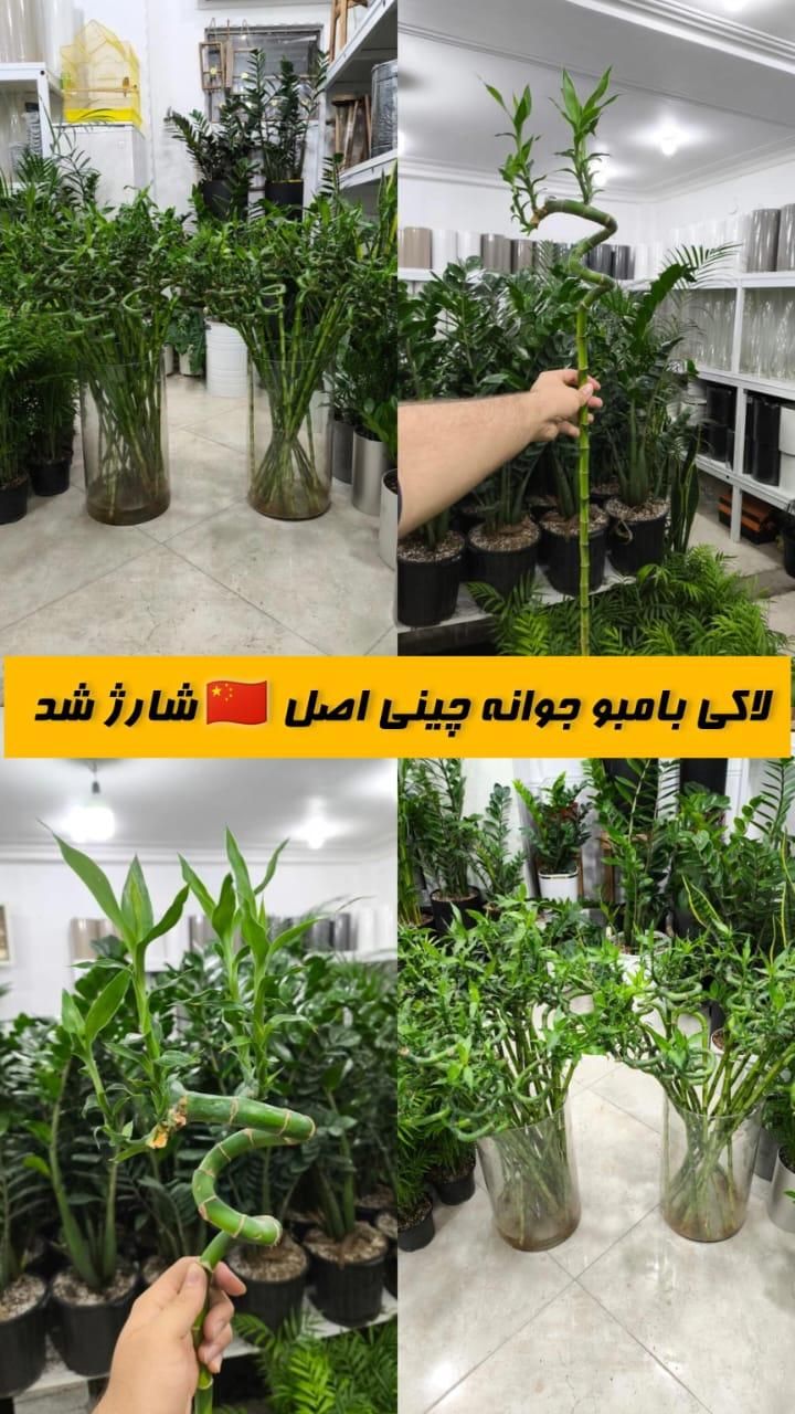 لاکی بامبو جوانه چینی اصل|گل و گیاه طبیعی|بندرعباس, |دیوار