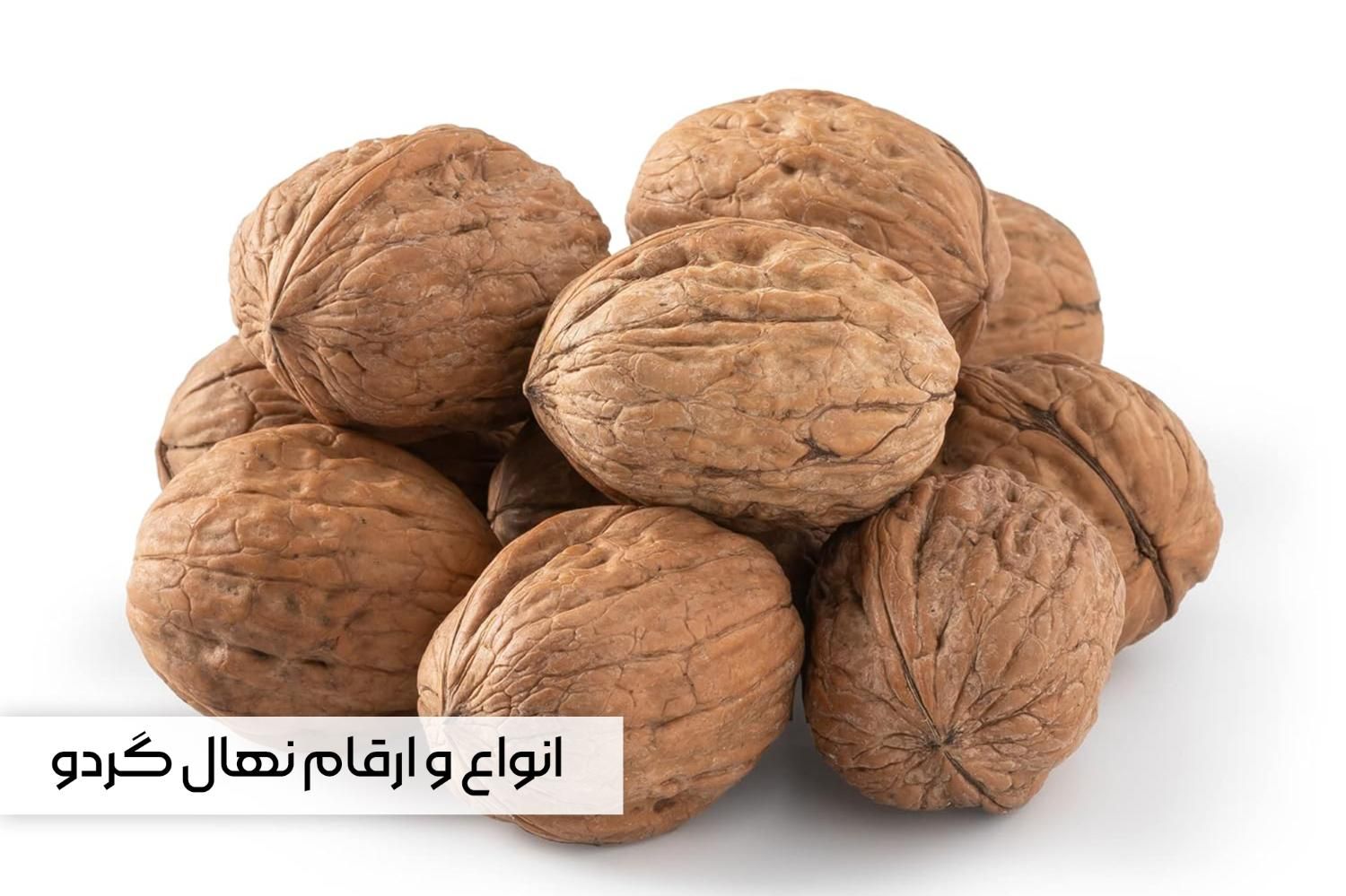 خرید مستقیم نهال از تولیدکننده، بدون واسطه|خدمات باغبانی و درختکاری|ارجمند, |دیوار