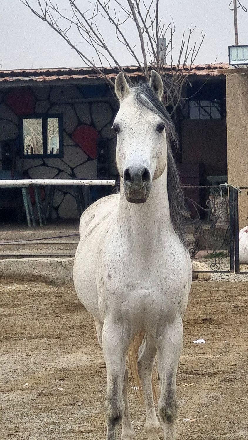 اسب ،باشگاه سوارکاری نعل،|اسب و تجهیزات اسب‌سواری|کرج, کمال‌شهر|دیوار