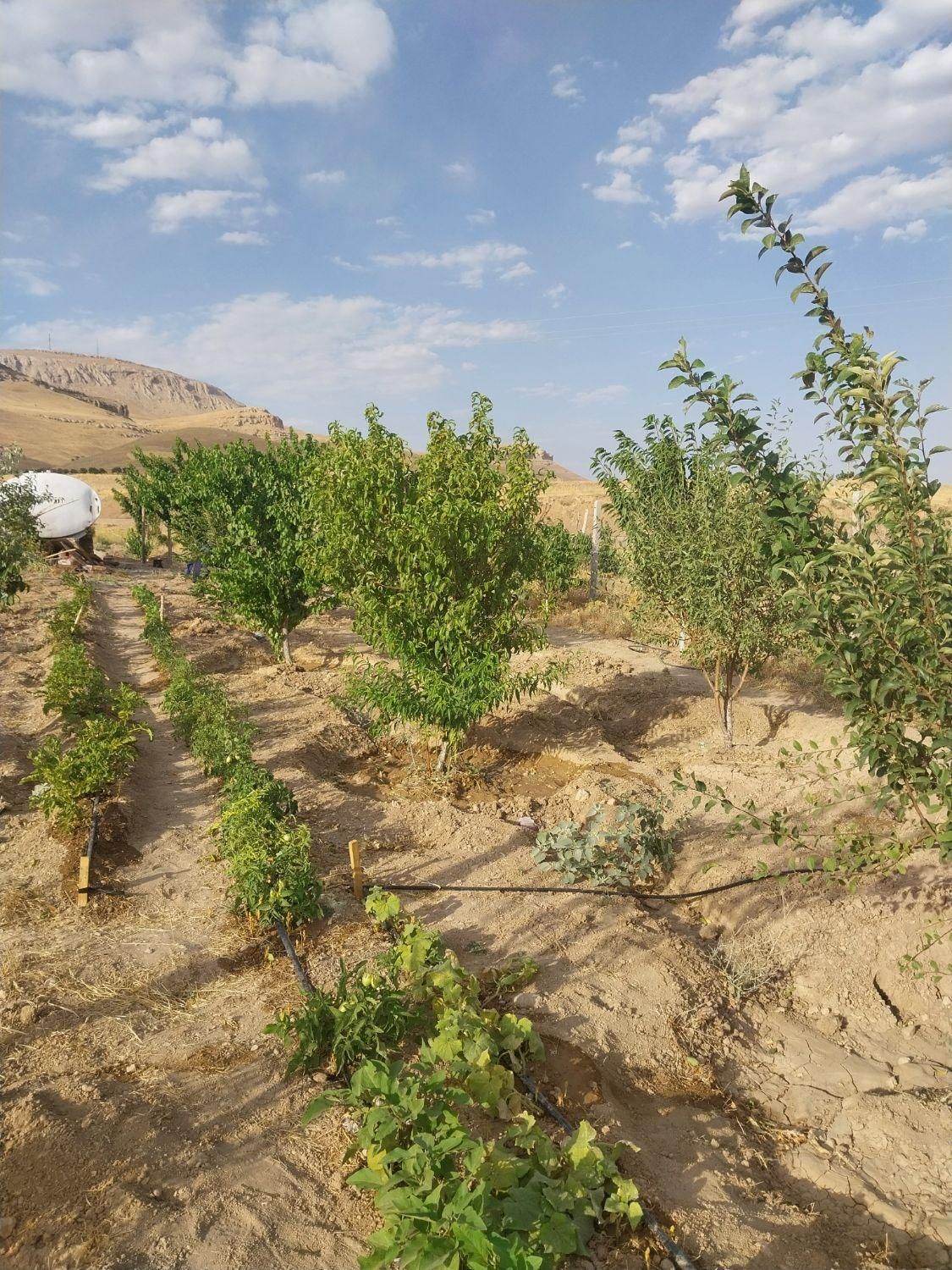 فروش باغ به متراژ ۹۰۰متر در روستای هیبت اللّه|فروش دفتر صنعتی، کشاورزی، تجاری|سنقر, |دیوار