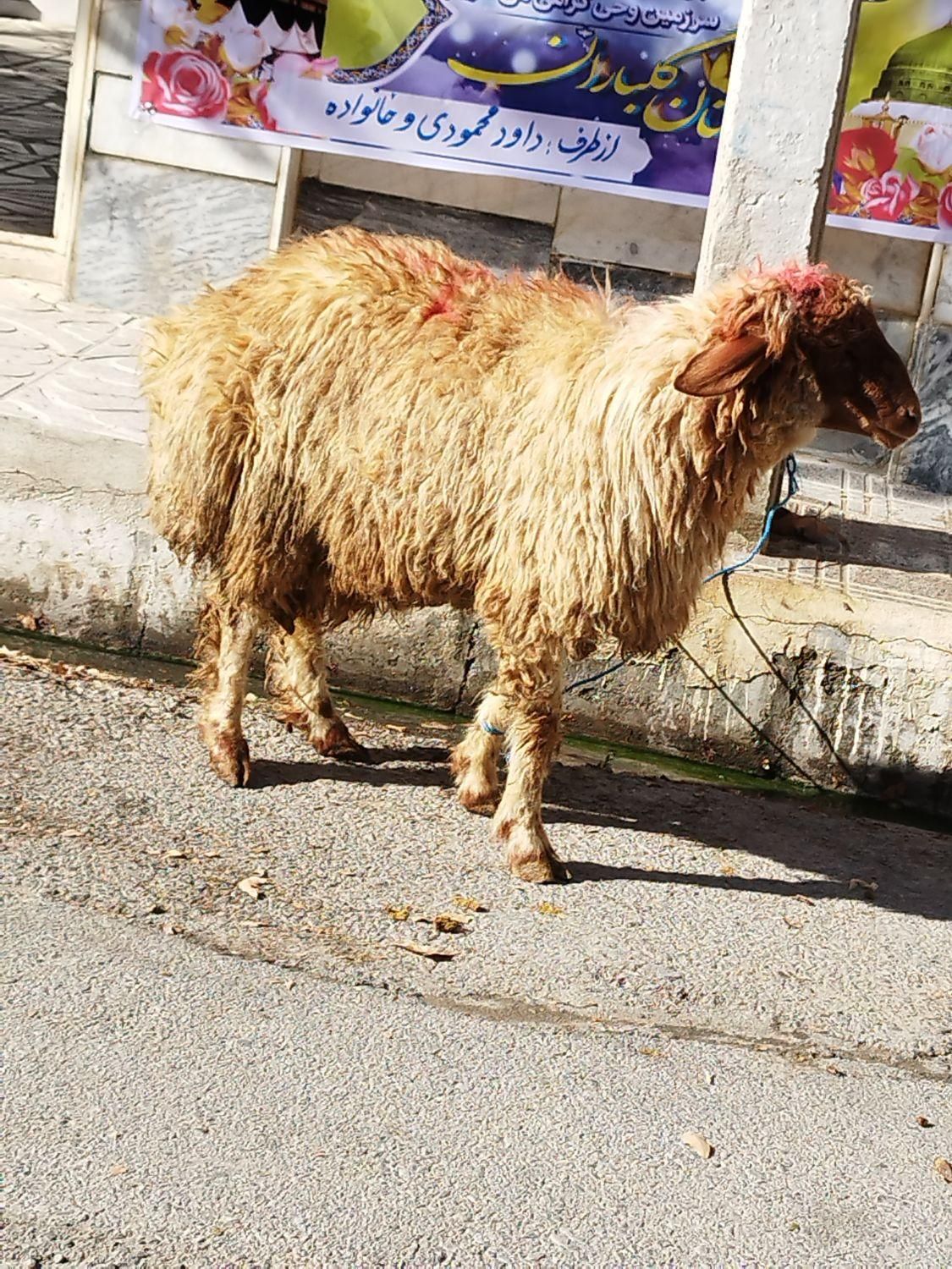 برهنر برای کشتار و میش و شیشک و بز|حیوانات مزرعه|بروجرد, |دیوار