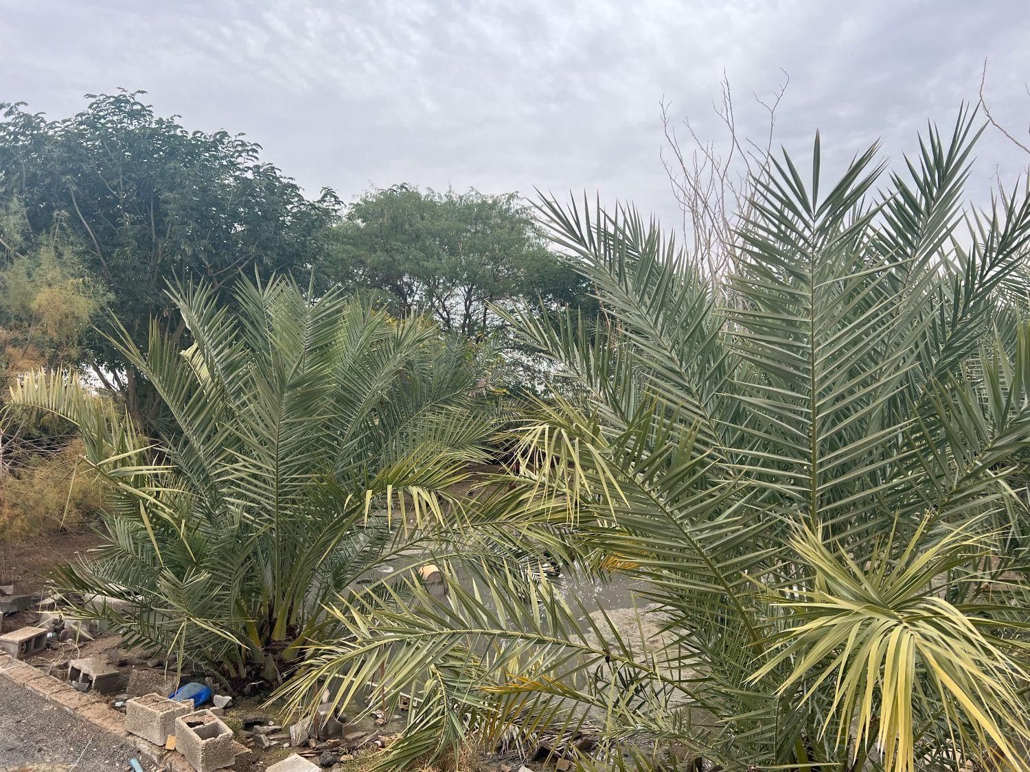 فروش گراج  ۴۰۰۰ متری و۷دهنه مغازه ۵۰متری|فروش دفتر صنعتی، کشاورزی، تجاری|سوسنگرد, |دیوار