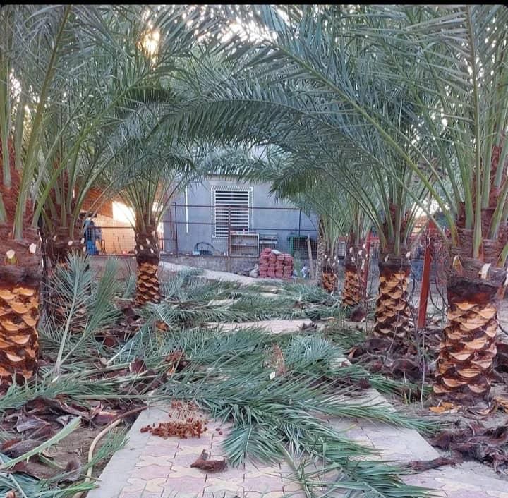 قطع نخل .هرس نخل .بریدن نخل از ریشه..تمیزکردن نخل|خدمات باغبانی و درختکاری|اهواز, گلستان|دیوار