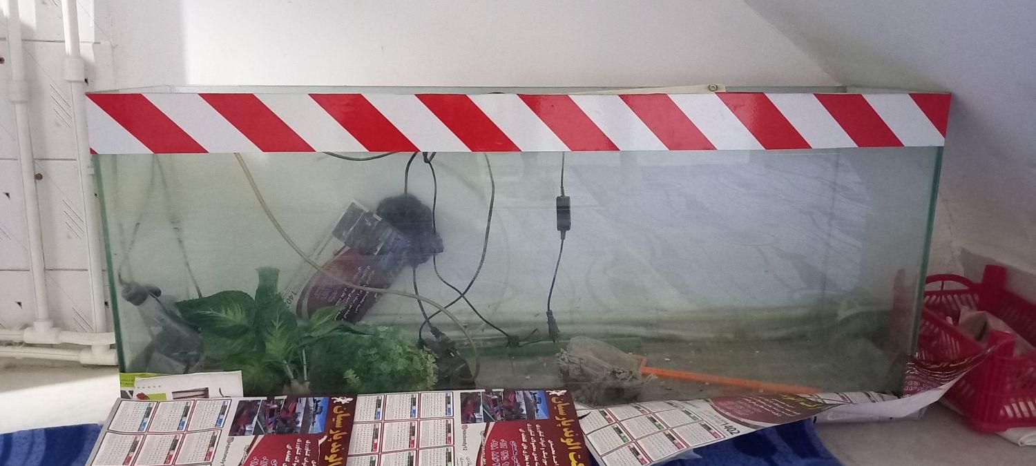 آکواریوم|ماهی|قروه, |دیوار