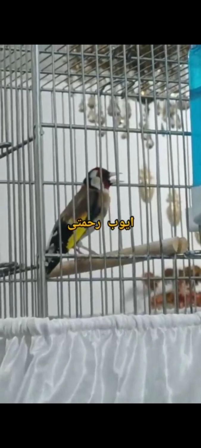 جوجه سهره زیر دهن ایوب چونه سفید|پرنده|تهران, تهرانپارس شرقی|دیوار