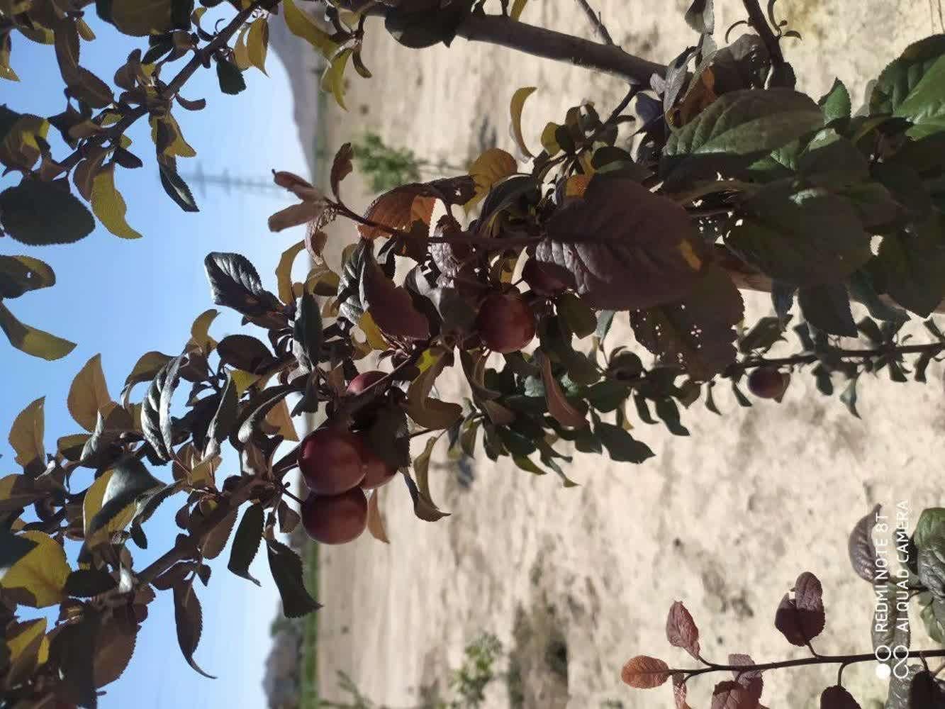 زمین باغی در خاتون اباد|فروش زمین و ملک کلنگی|اصفهان, خاتون‌آباد|دیوار