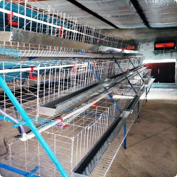 پرورش./مرغ/ رسمی.بومی صنعتی و خانگی|حیوانات مزرعه|ساری, |دیوار