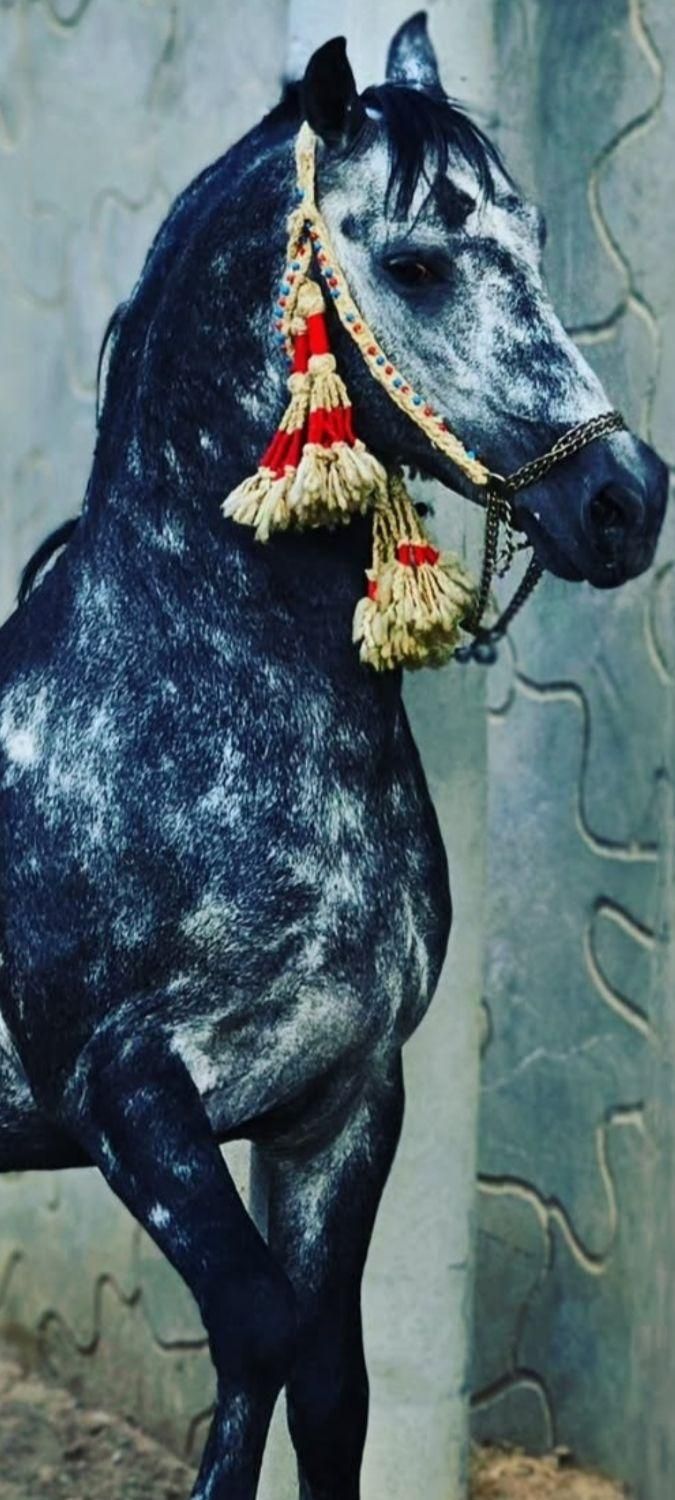 افسار اسب کله اوسار  کله گیر اسب|اسب و تجهیزات اسبسواری|ایلام, |دیوار