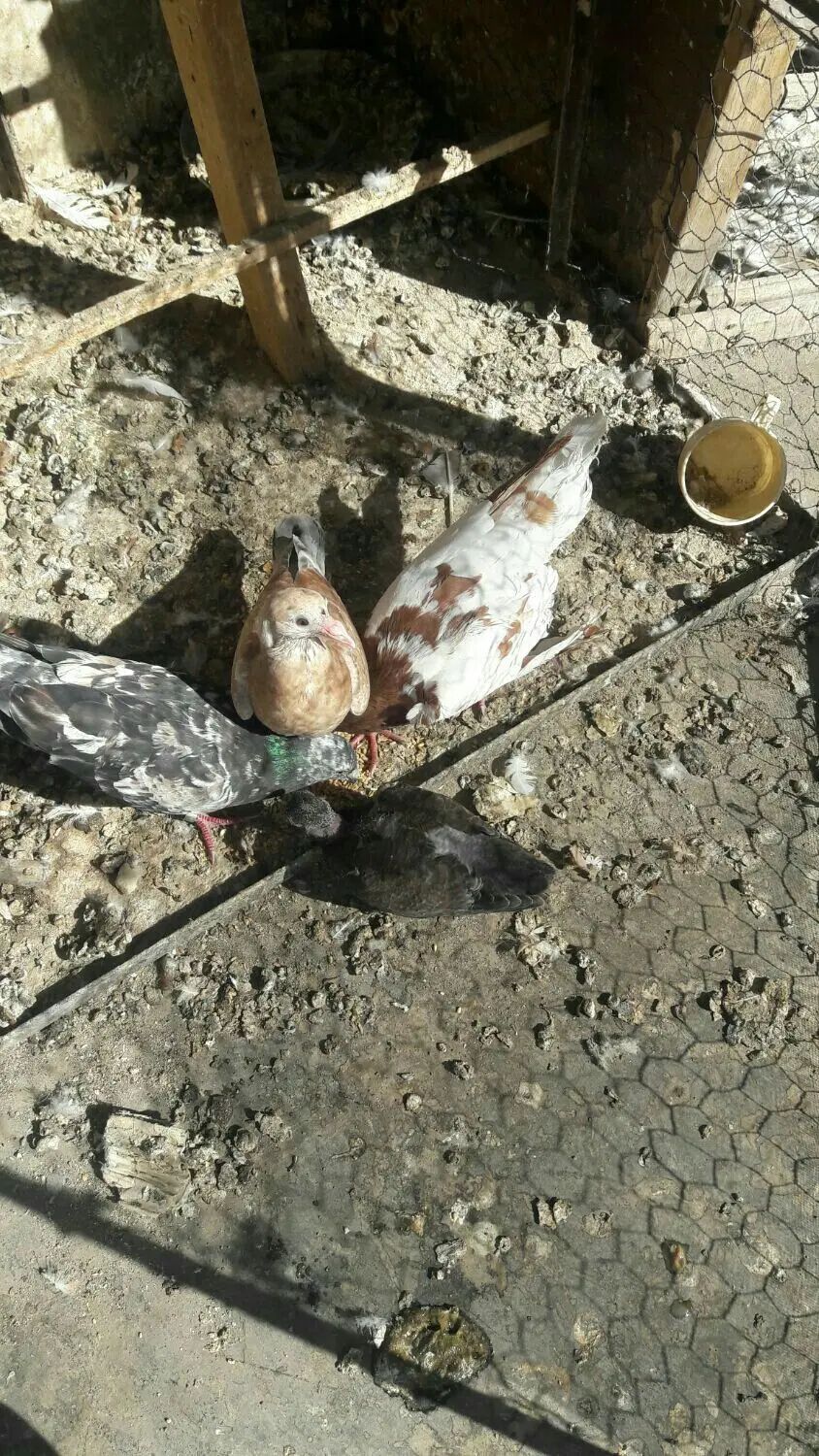 کبوتر ها سالم پنج عدد جوجه المانی قیمت  دویست دانه|پرنده|مشهد, امام خمینی|دیوار