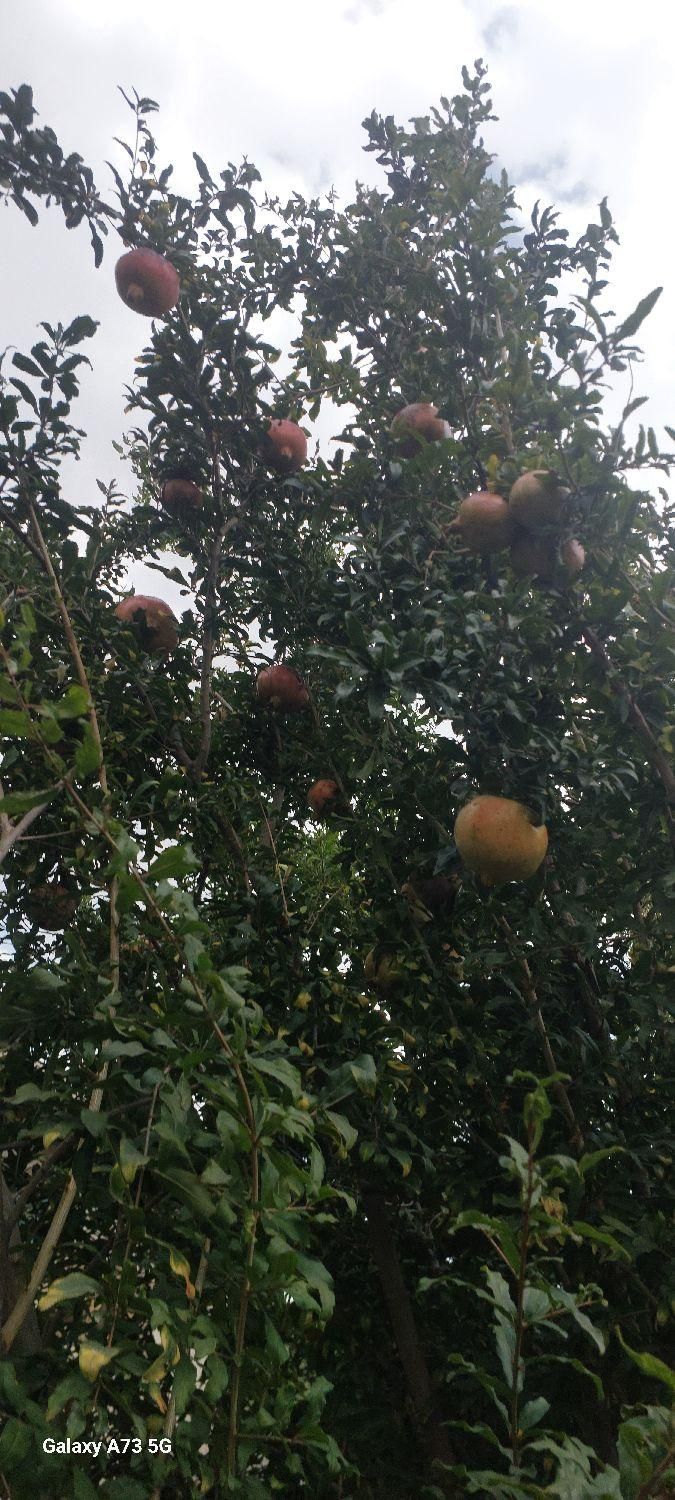 خانه باغ ویلا|فروش خانه و ویلا|لوشان, |دیوار