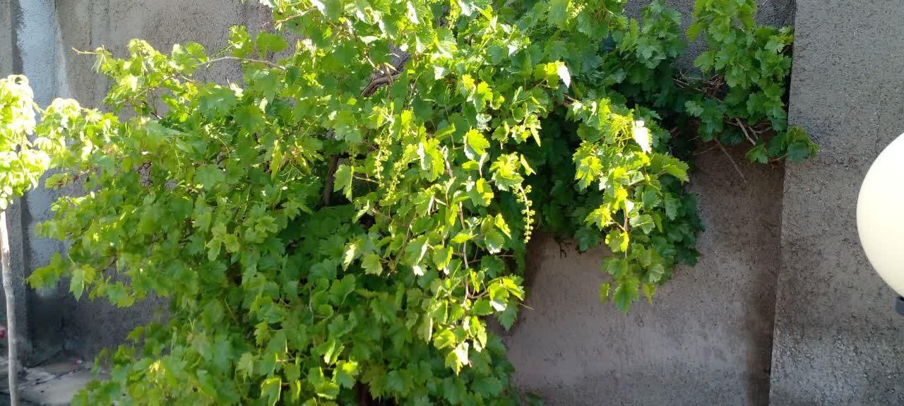 باغچه استخردار ۹۶۰ متری صفادشت|فروش خانه و ویلا|تهران, خانی آباد نو جنوبی|دیوار